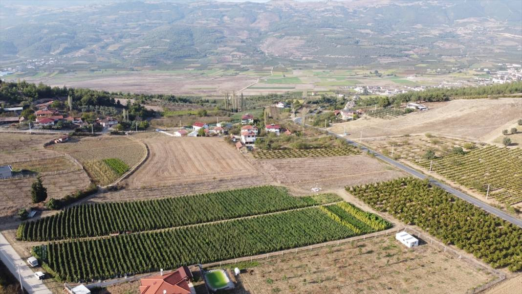 10 köydeki 2500 dekara ekildi tarlada kilosu 15 TL'den satılıyor. Köylü bayram ediyor şafak vakti topluyor - Resim: 4